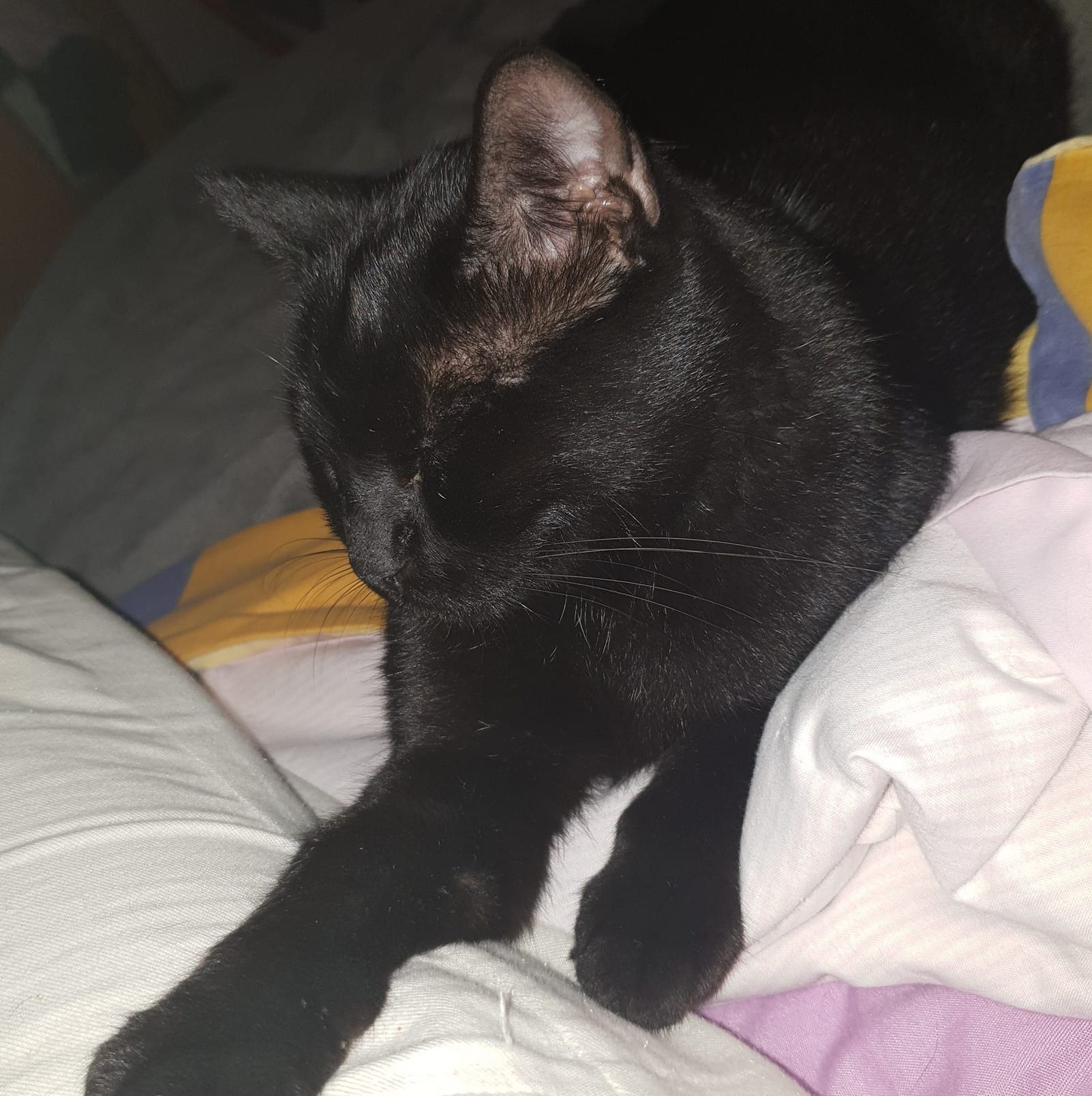 Benji